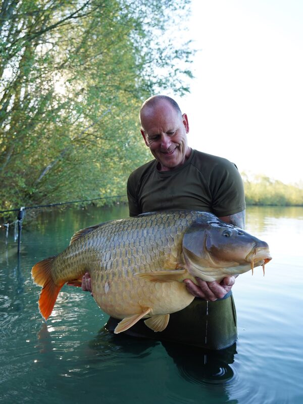 GOLDEN SCALES — Schuppenkarpfen mit 31 kg